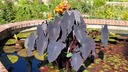 Colocasia esculenta 'Black Magic' - Taro Dasheen Cocoyam Elephant's Ear Black-Leafed Taro