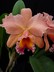 x Rhyncholaeliocattleya grex George King 'Serendipity'