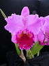 x Rhyncholaeliocattleya x grex Sybil Farwell