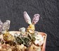 Adromischus cooperi - Plover Eggs Plant Plover Eggs