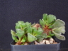 Adromischus cristatus - Crinkleleaf Plant