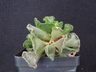 Adromischus cristatus - Crinkleleaf Plant