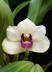 Bifrenaria harrisoniae