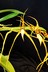 Brassia jipijapinse