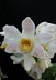 Chysis bractescens - Baby Orchid