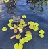 Nymphaea 'Anna Epple' - Waterlily