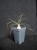 Albuca sp.