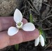 Galanthus plicatus ssp. byzantinus - Turkish Snowdrop