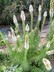 Liatris spicata 'Alba' - Button Snakewort Gayfeather