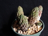 Haworthia sp.
