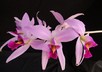 Laelia anceps grex Rebecca Northern