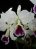 Cattleya labiata