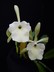 Rhyncholaelia glauca 'Pale Jade'
