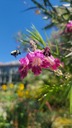 Chilopsis linearis [sold as Lucretia Hamilton (TM)] - Desert Willow