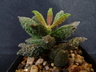 Adromischus marianae