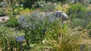 Eryngium planum 'Blaukappe' - Flat Sea Holly Flat Leaf Eryngo