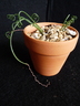 Albuca spiralis