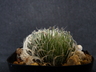 Haworthia bolusii