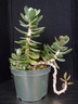 Adromischus sp.