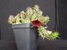 Huernia stapelioides