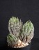 Haworthia coarctata