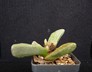 Pleiospilos compactus ssp. sororius