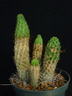 Echinopsis maximiliana