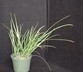 Albuca canadensis - Sentry In The Box