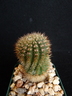 Parodia mammulosa - Tom Thumb Cactus