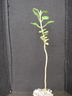 Kalanchoe campanulata