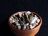 Adromischus schuldtianus