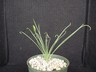 Albuca viscosa