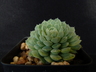 Echeveria 'Butterball'