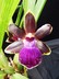 Zygopetalum grex Jumpin Jack