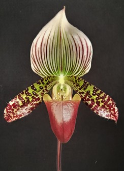title image