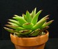 Echeveria agavoides - Carpet Echeveria Molded Wax Agave