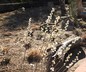 Salix scouleriana - Scouler's Willow