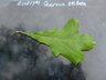 Quercus stellata - Post Oak