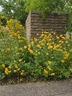 Rudbeckia laciniata 'Golden Glow' - Golden Glow Cut And Come Again Golden Glow Cutleaf Coneflower