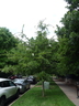 Quercus imbricaria - Shingle Oak Laurel Oak