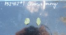 Quercus emoryi - Emory Oak Bellota