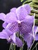 Vanda grex Tokyo Blue 'Sapphire'
