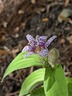Tricyrtis hirta 'Miyazaki' - Japanese Toad Lily Speckled Toad Lily