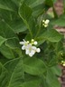 Cynanchum ascyrifolium - False Bush Stephanotis