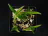 Glottiphyllum peersii - Tongueleaf