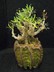 Tylecodon reticulatus