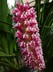 Coelia macrostachya
