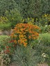 Helenium autumnale 'Helena Rote Töne' [sold as Helena Red Shades] - Sneezeweed Autumn Sneezeweed
