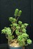 Aeonium lindleyi