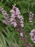 Vitex agnus-castus 'Little Madame' - Chastetree Monk's Pepper